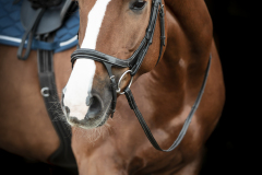 lippo_fazzino_QT7B3007_r_logga